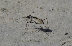 Ellipsoptera hamata pallifera