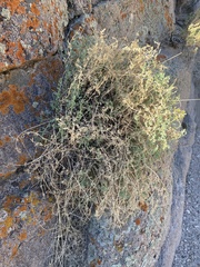 Lomatium parryi
