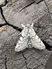 Pleromelloida conserta