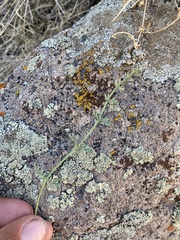 Lomatium parryi