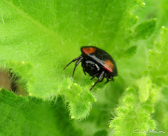 Hypognatha