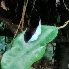 Tanaecia iapis puseda
