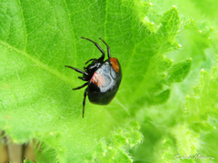 Hypognatha