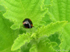 Hypognatha