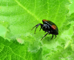Hypognatha