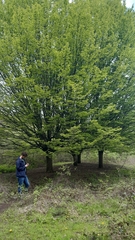 Carpinus betulus