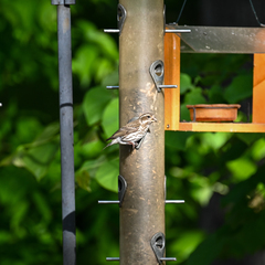 Haemorhous purpureus purpureus