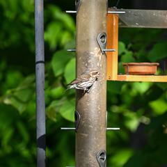 Haemorhous purpureus purpureus