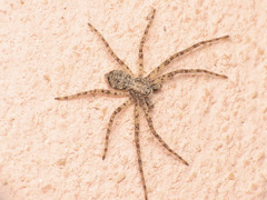 Philodromus buxi