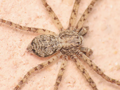 Philodromus buxi