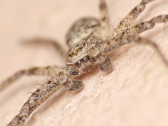 Philodromus buxi
