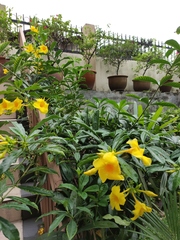 Allamanda cathartica