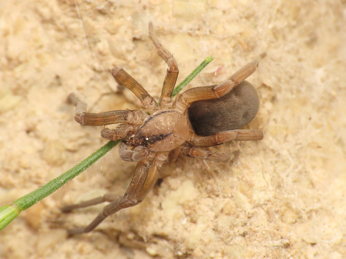 Filistata insidiatrix