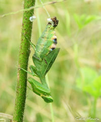 Photiomantis planicephala