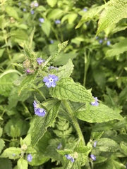 Pentaglottis sempervirens