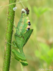 Photiomantis planicephala