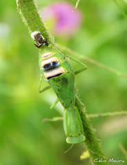 Photiomantis planicephala
