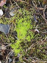 Diobelonella palustris