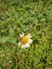 Tridax procumbens