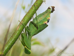 Photiomantis planicephala
