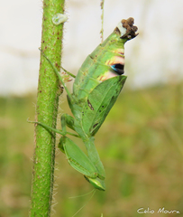 Photiomantis planicephala