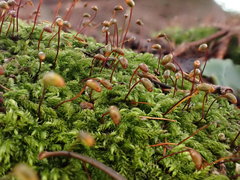 Sciuro-hypnum starkei