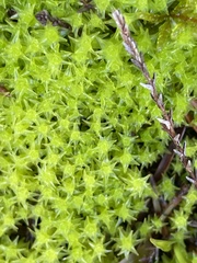 Diobelonella palustris