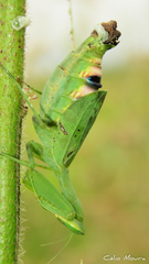 Photiomantis planicephala
