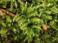 Sciuro-hypnum starkei