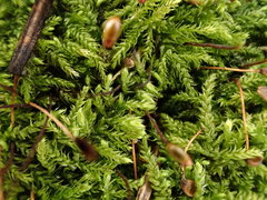 Sciuro-hypnum starkei