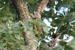 Chloropicus goertae