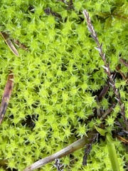 Diobelonella palustris