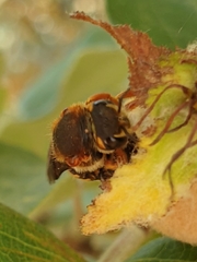 Rhodanthidium septemdentatum
