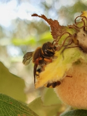 Rhodanthidium septemdentatum