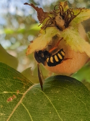 Rhodanthidium septemdentatum