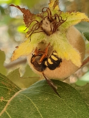 Rhodanthidium septemdentatum