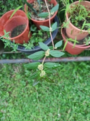 Euphorbia hirta