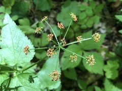 Thaspium trifoliatum