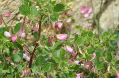Ononis rotundifolia