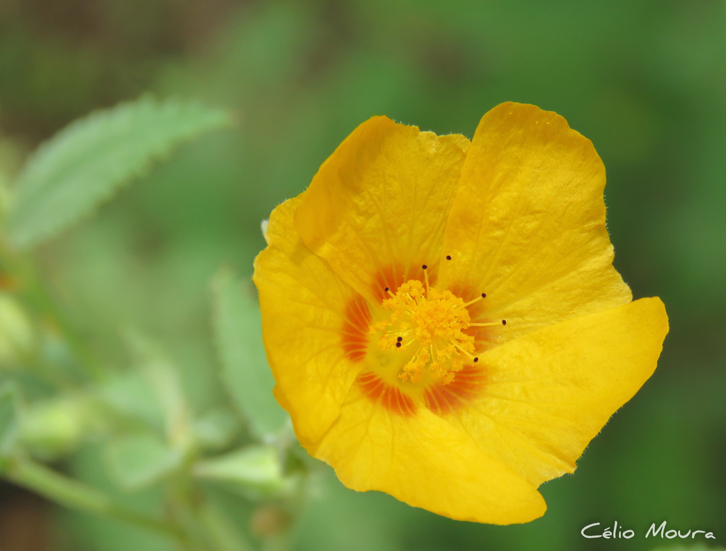 Sida galheirensis