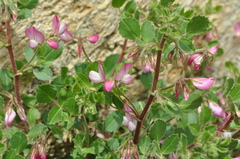 Ononis rotundifolia