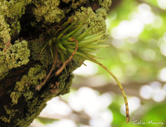 Tillandsia loliacea