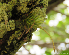 Tillandsia loliacea