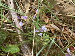 Polygala serpyllifolia