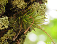 Tillandsia loliacea