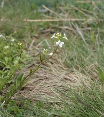 Arabidopsis halleri