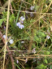 Polygala serpyllifolia