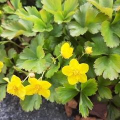 Waldsteinia