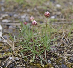 Armeria maritima elongata
