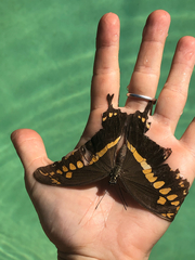Papilio constantinus